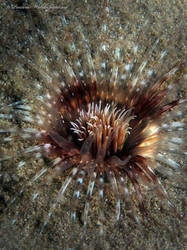 Image of American tube-dwelling anemone