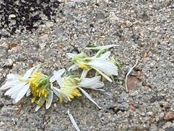 Image de Symphyotrichum porteri (A. Gray) G. L. Nesom