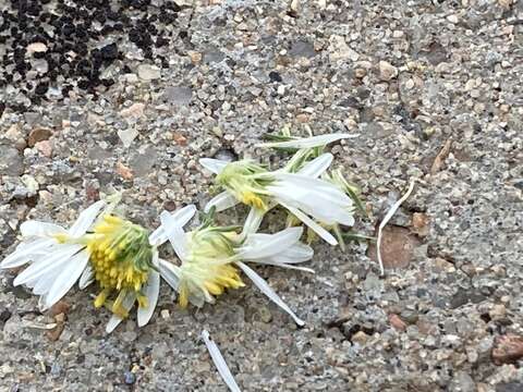 Image of Smooth White American-Aster