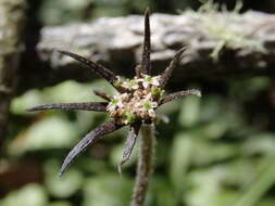 Imagem de Chaerophyllum novae-zelandiae K. F. Chung