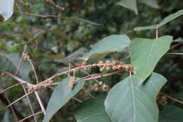 Plancia ëd Mallotus paniculatus (Lam.) Müll. Arg.