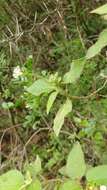 Image of Mexican croton