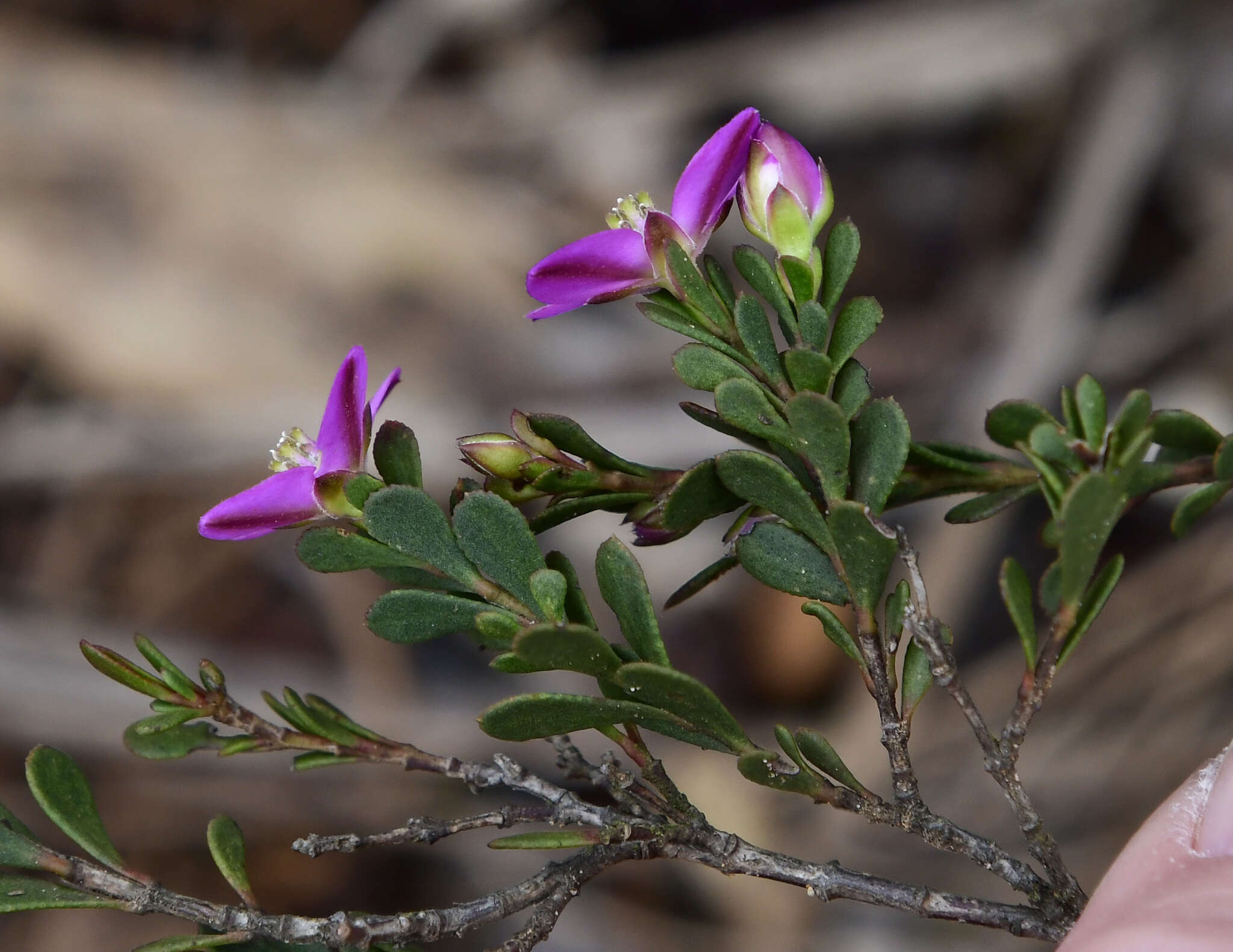 Image of Boronia crenulata Sm.