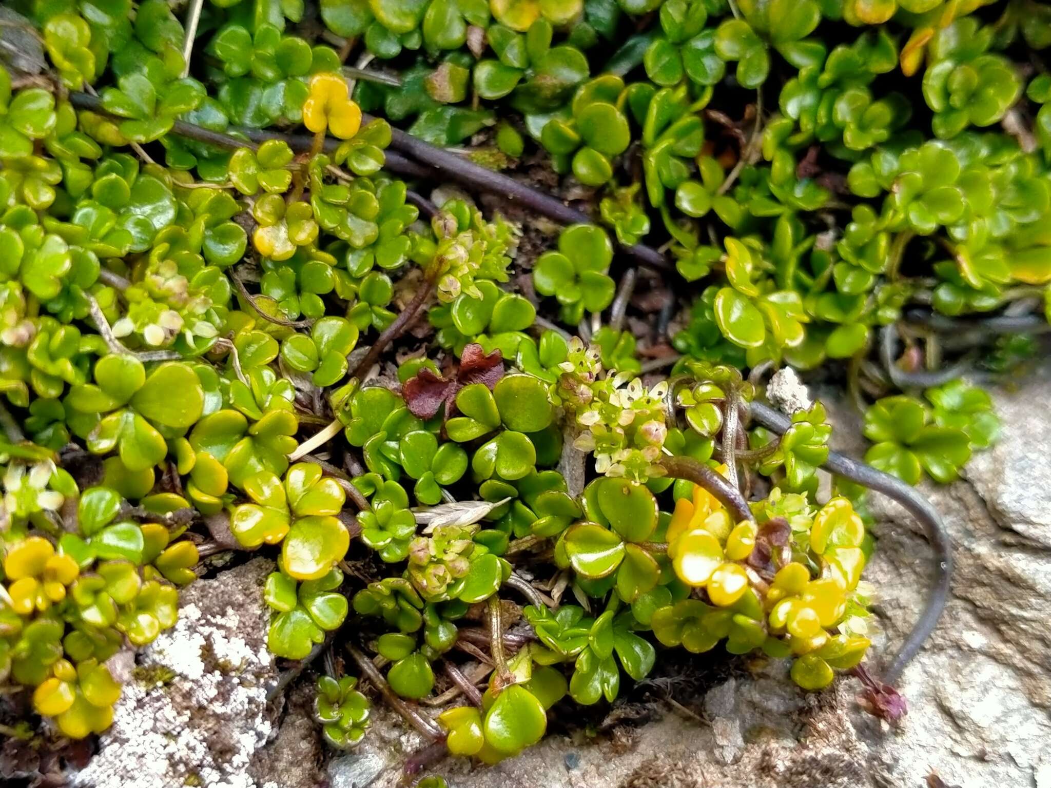 Imagem de Azorella hydrocotyloides (Hook. fil.) T. Kirk