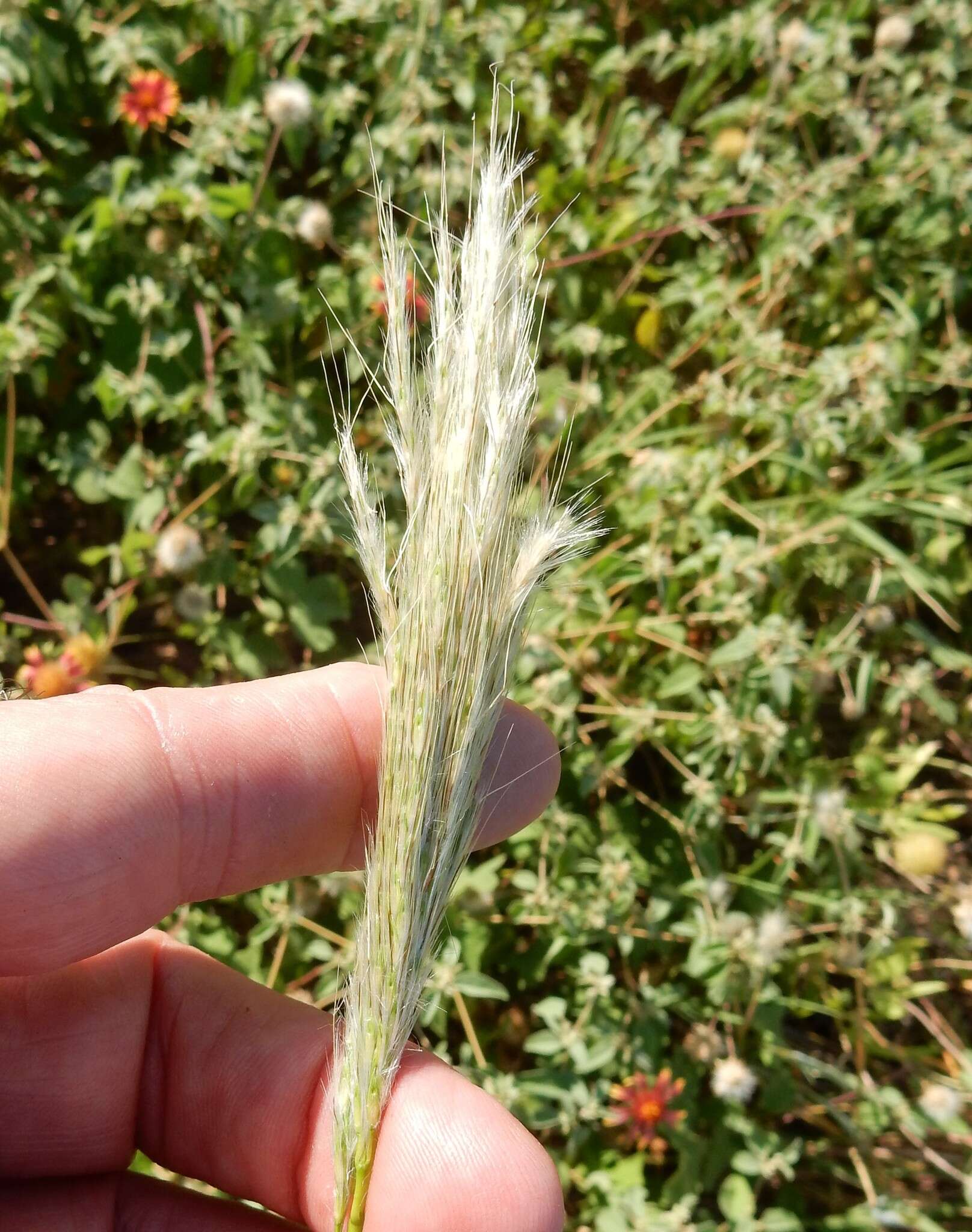 Plancia ëd Bothriochloa torreyana (Steud.) Scrivanti & Anton