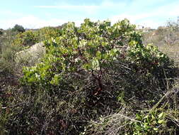 Слика од Arctostaphylos rainbowensis J. E. Keeley & A. Massihi