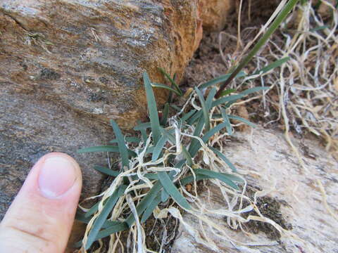 Image of Nerine humilis (Jacq.) Herb.