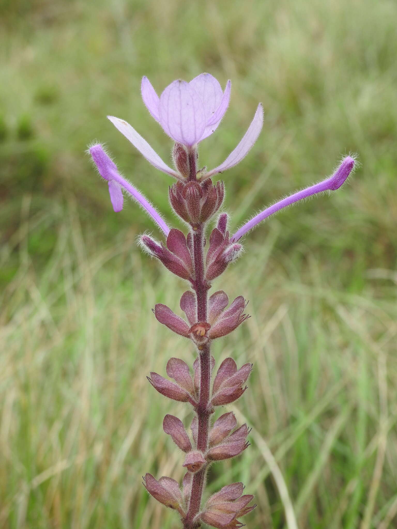 Image of Syncolostemon comosus (Wight ex Benth.) D. F. Otieno