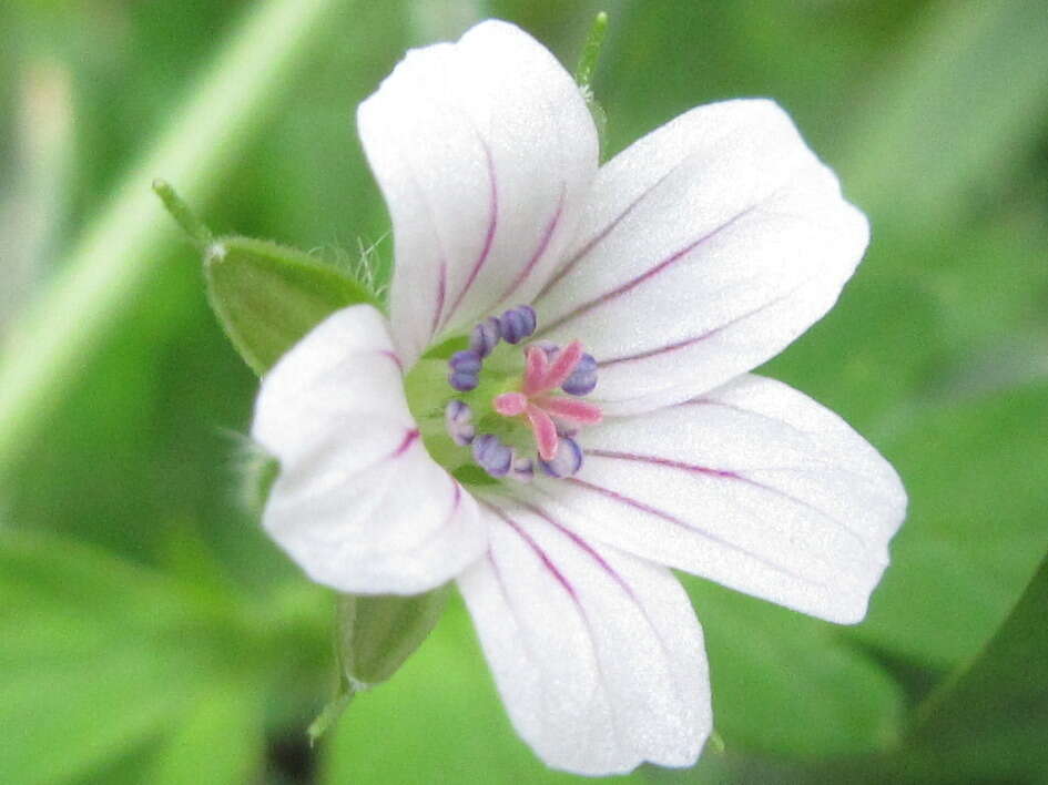 Plancia ëd Geranium albiflorum Ledeb.