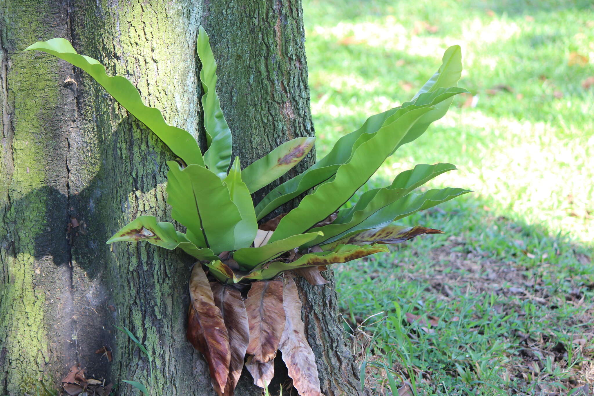 Слика од Asplenium nidus L.