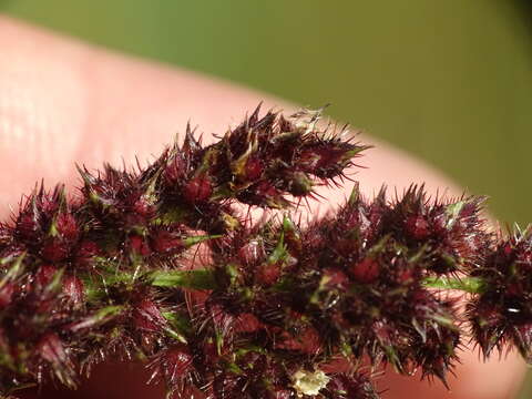 Plancia ëd Echinochloa muricata (P. Beauv.) Fernald