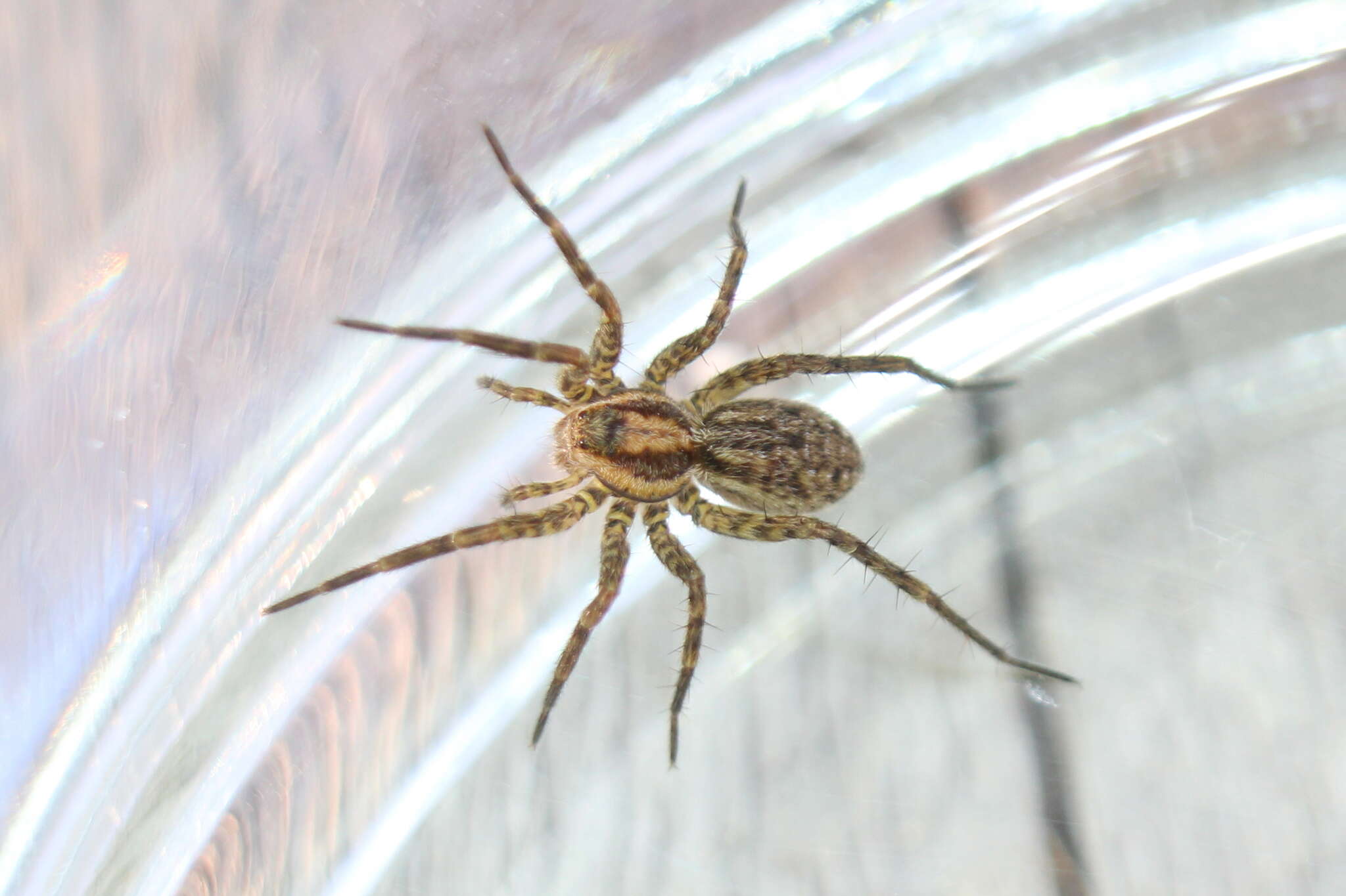 Image of Wolf spider