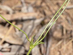 Image of Goodenia pinnatifida Schltdl.