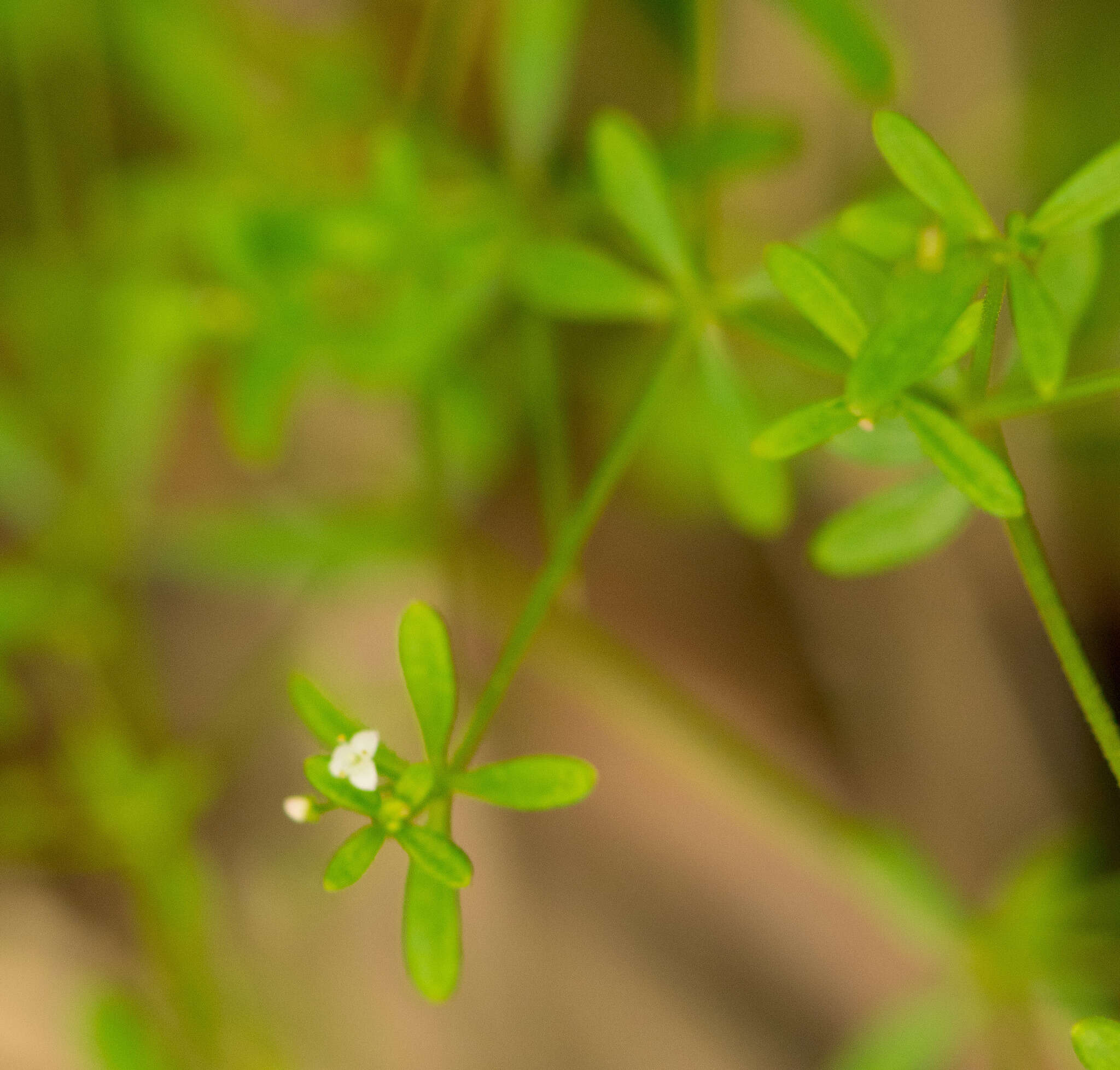 Image of three-petal bedstraw