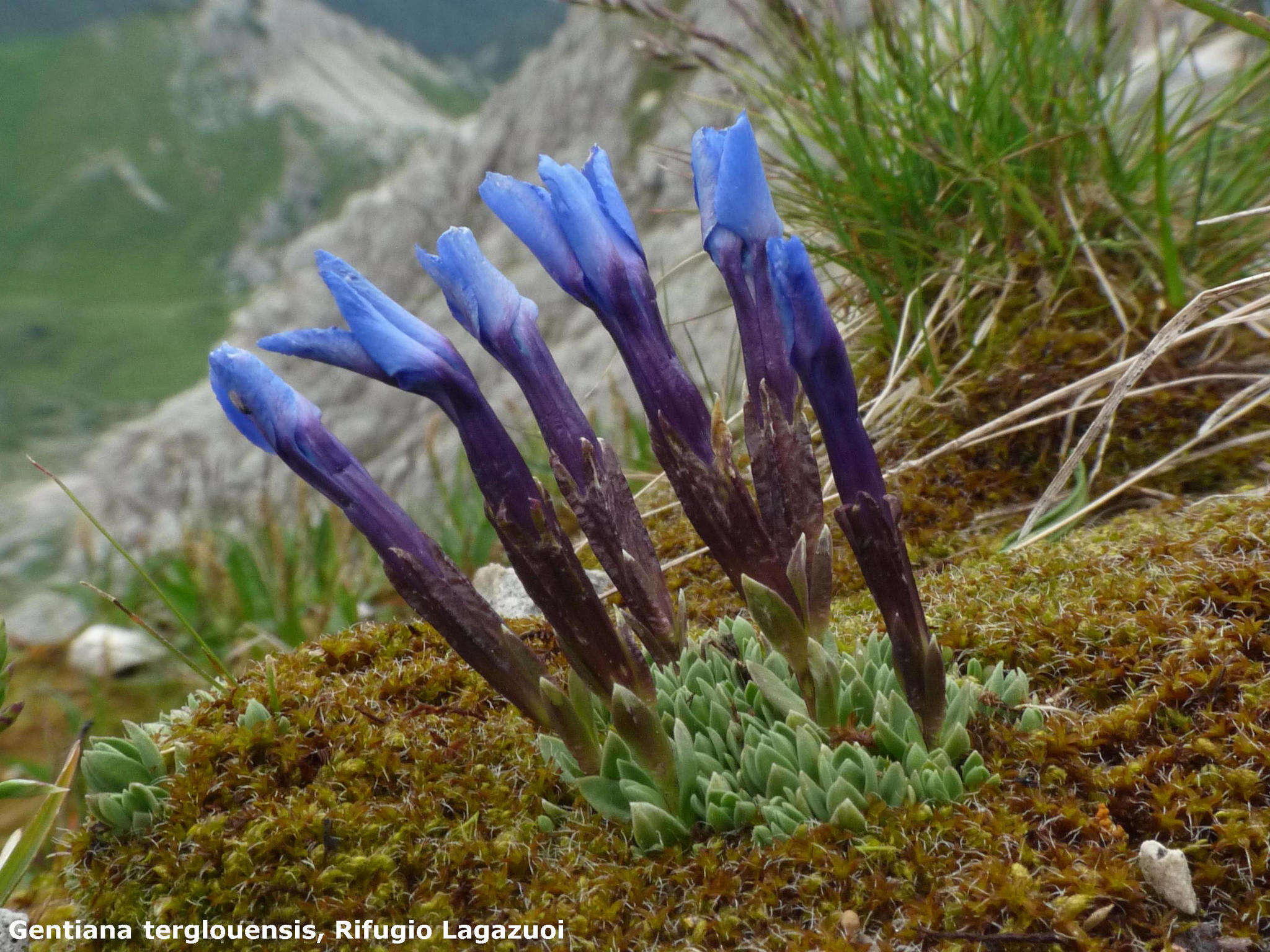 Image of Gentiana terglouensis subsp. terglouensis