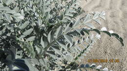 صورة Astragalus lentiginosus var. coachellae Barneby