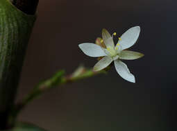 Image of Stanfieldiella imperforata (C. B. Clarke) Brenan