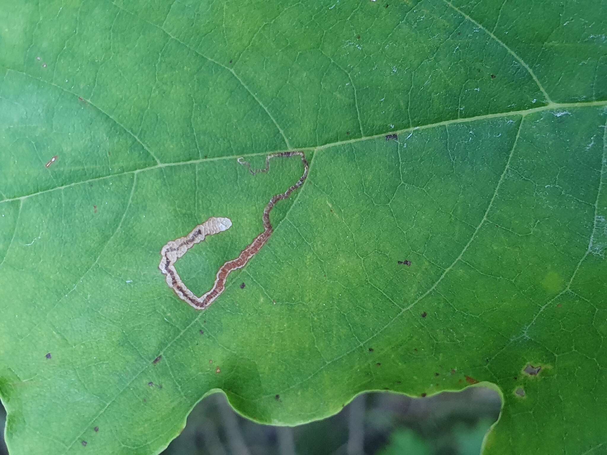 صورة Stigmella aceris (Frey 1857) Gerasimov 1952