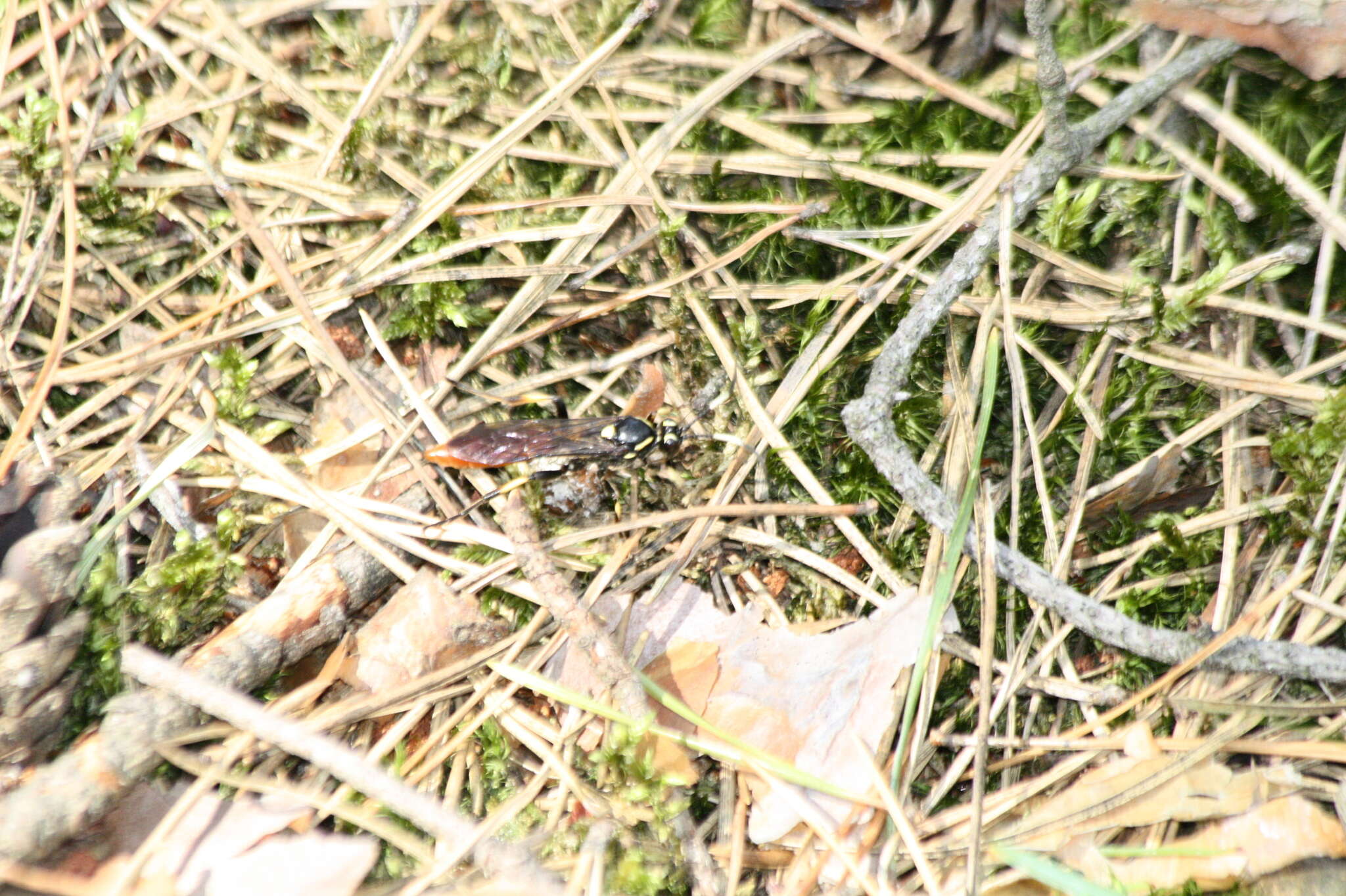 Protichneumon pisorius (Linnaeus 1758) resmi