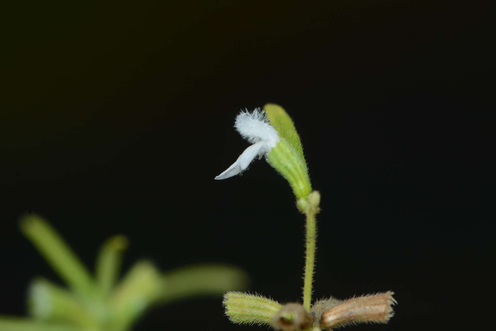 Imagem de Leucas longifolia Benth.