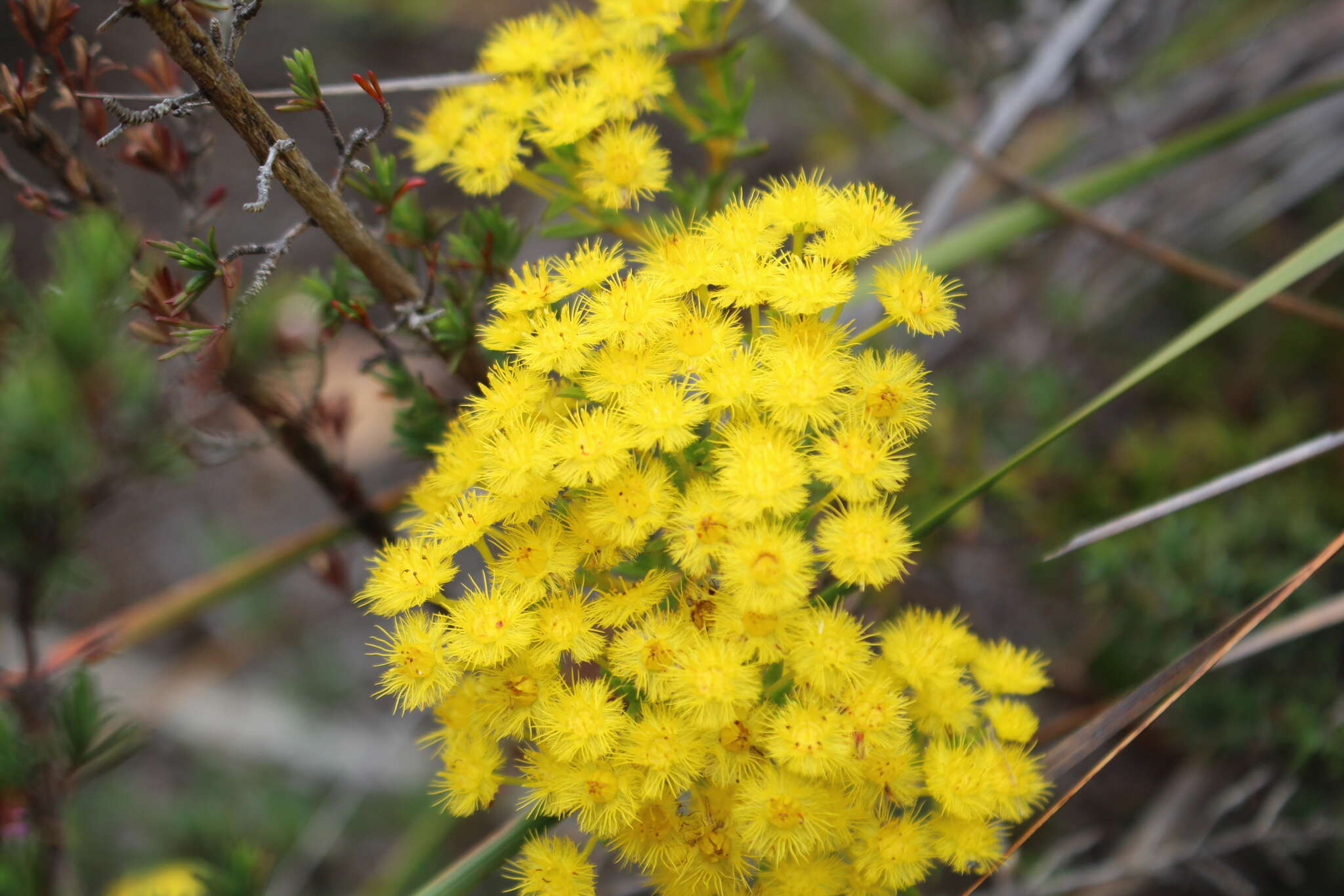 Image of Verticordia endlicheriana Schauer