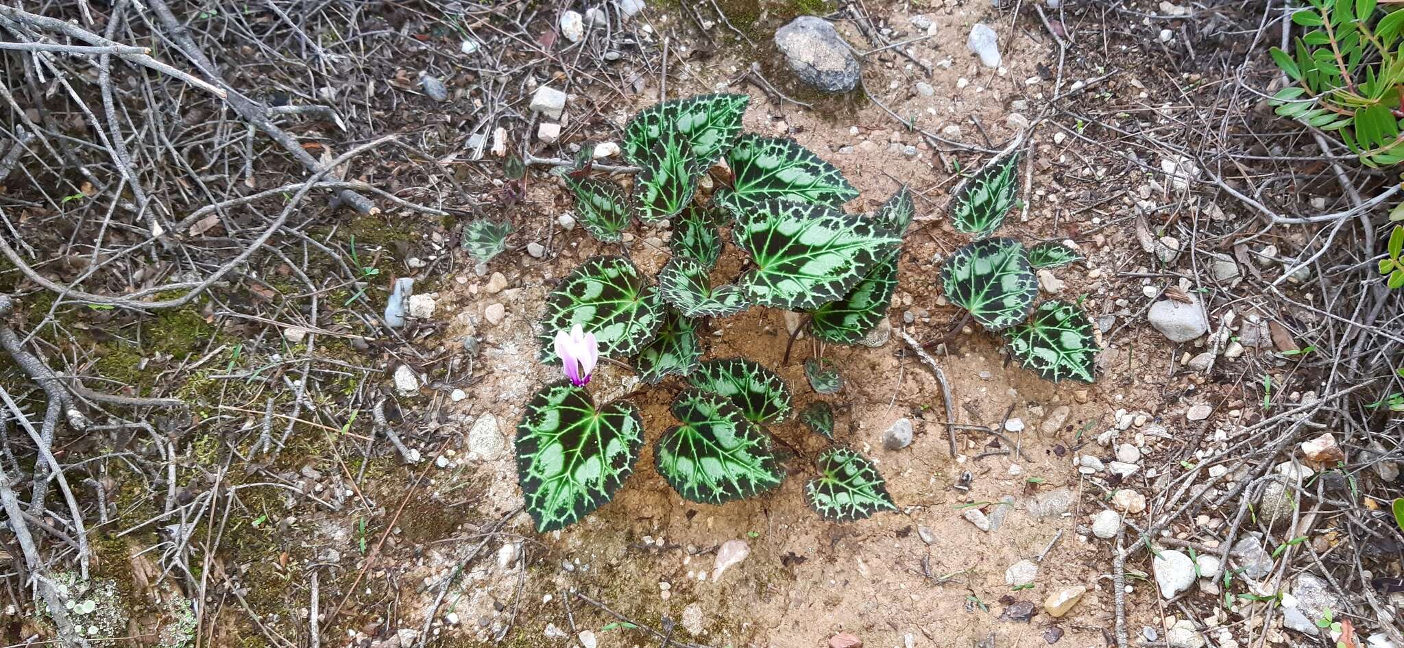 Image of Cyclamen graecum subsp. graecum