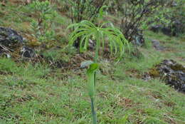 Imagem de Arisaema erubescens (Wall.) Schott