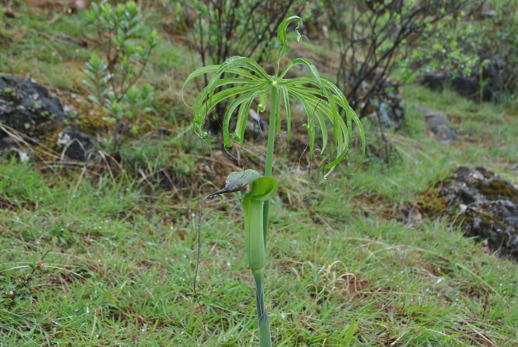 Imagem de Arisaema erubescens (Wall.) Schott