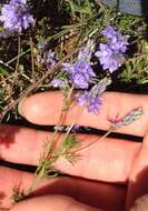 Image of Veronica tenuifolia subsp. tenuifolia