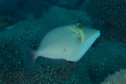 Image of Boomerang triggerfish