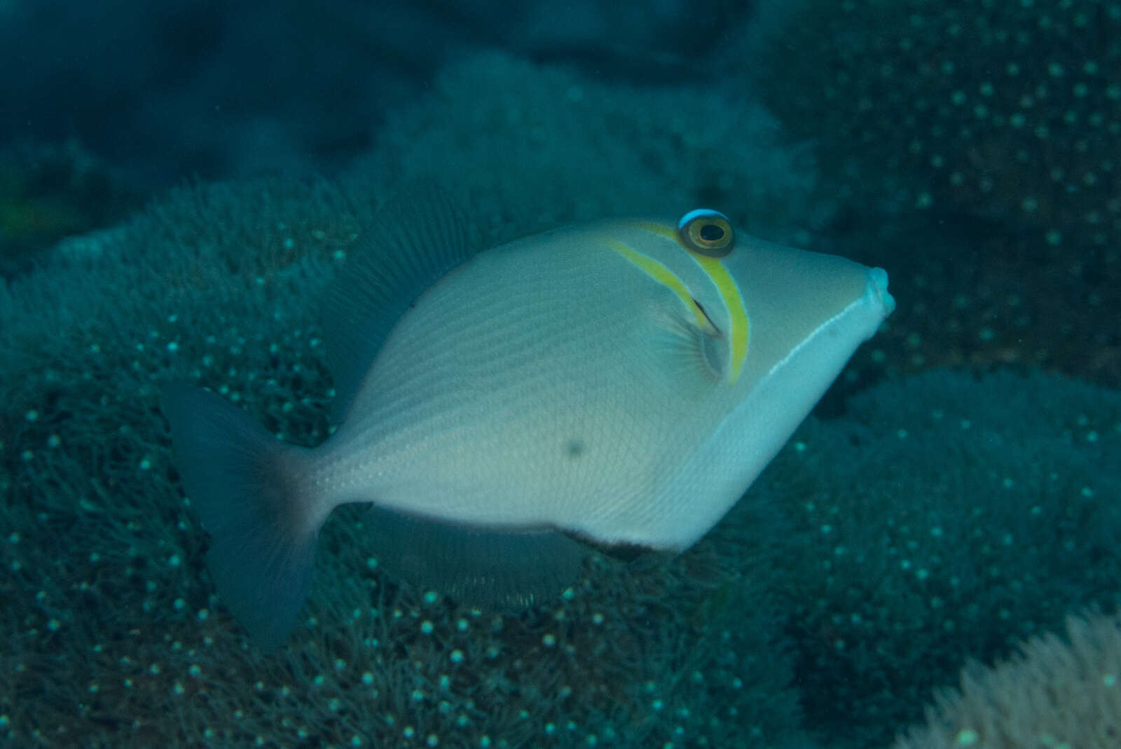 Image of Boomerang triggerfish