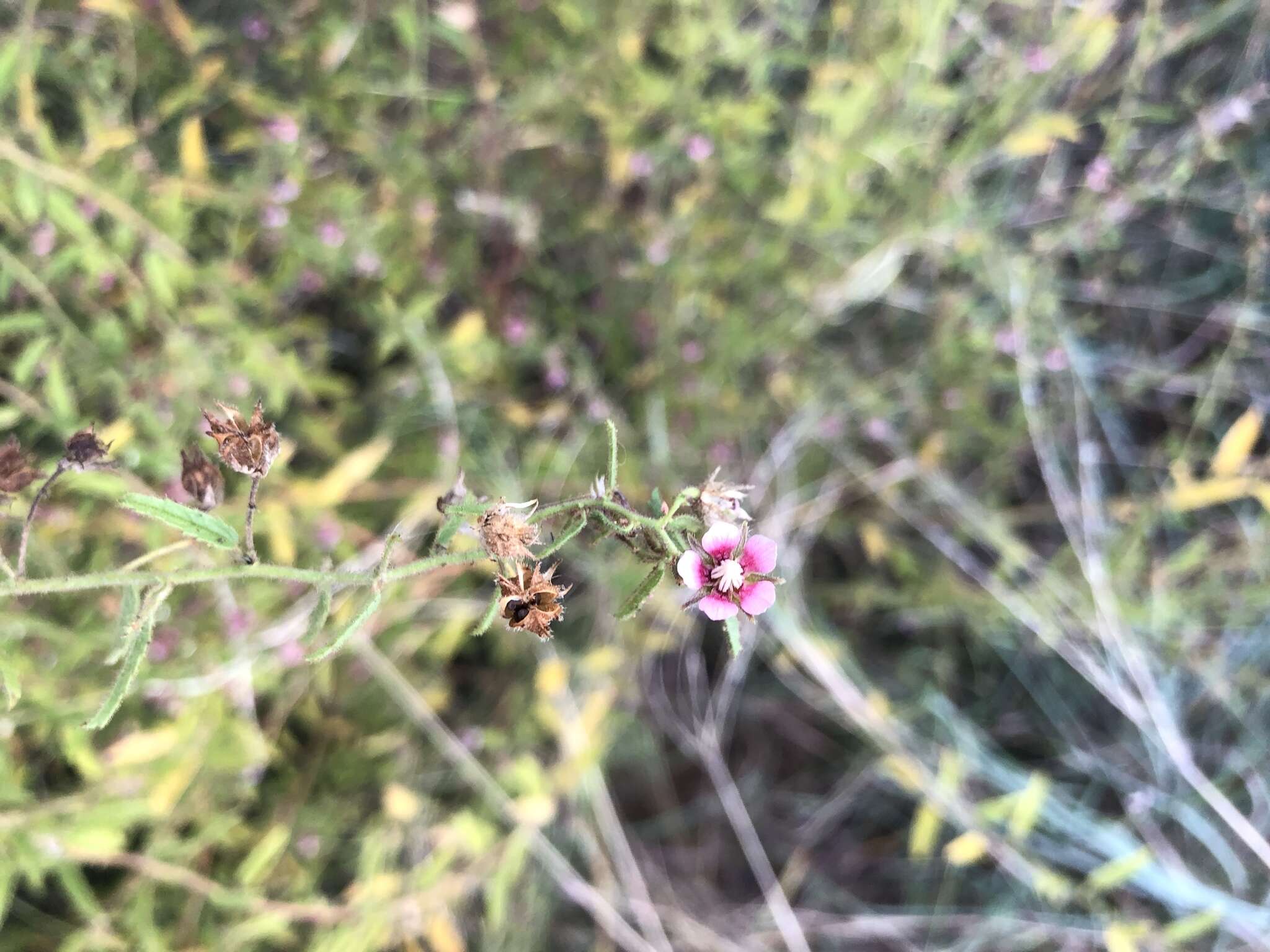 Plancia ëd Hermannia glanduligera K. Schum ex Schinz