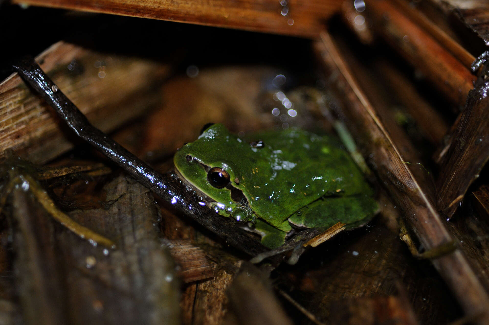 Image of Italian Tree Frog