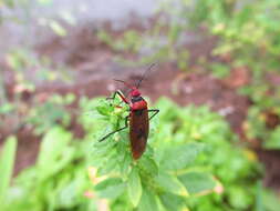 Image of Red bug