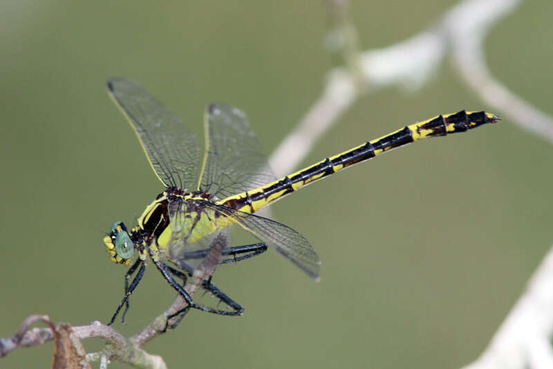 صورة Dromogomphus Selys 1854