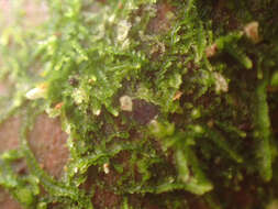 Image of Fuscocephaloziopsis pleniceps (Austin) Vána & L. Söderstr.