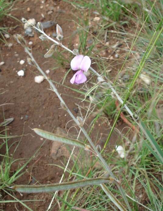 Image of Tephrosia longipes subsp. longipes