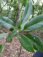 Image of Helicia rengetiensis Masamune