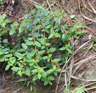 Image of Pomaderris prunifolia var. edgerleyi (Hook. fil.) L. B. Moore