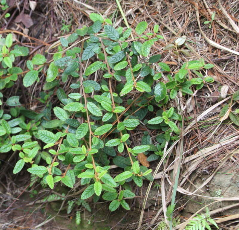 Image of Pomaderris prunifolia var. edgerleyi (Hook. fil.) L. B. Moore