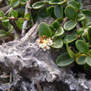 Image de Ligustrum tamakii Hatus.