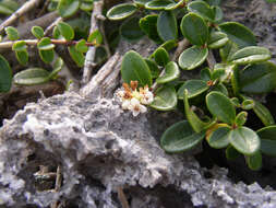 Image of Ligustrum tamakii Hatus.