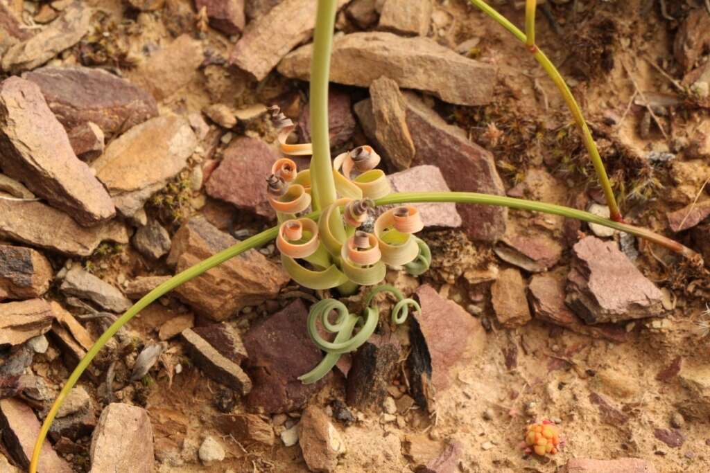 Image of Albuca concordiana Baker