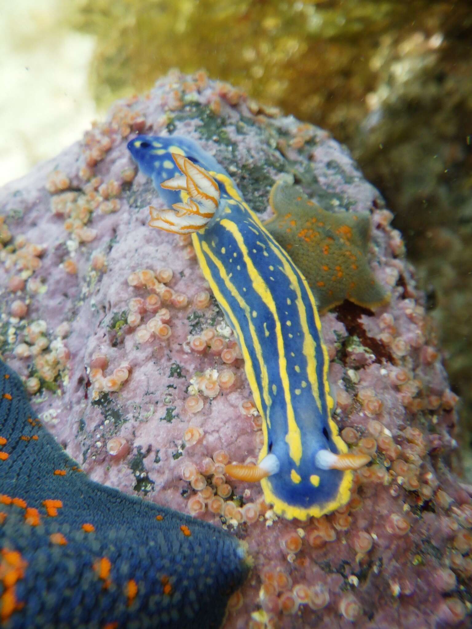 Image de Hypselodoris festiva (A. Adams 1861)