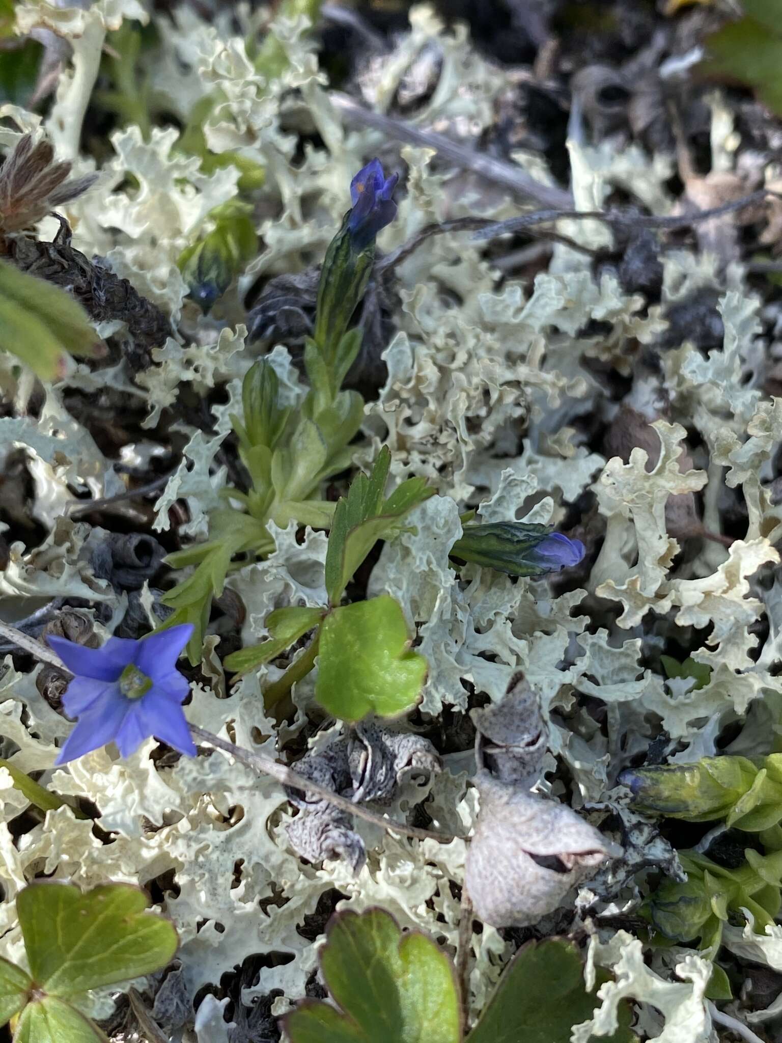 Image of Pygmy Gentian