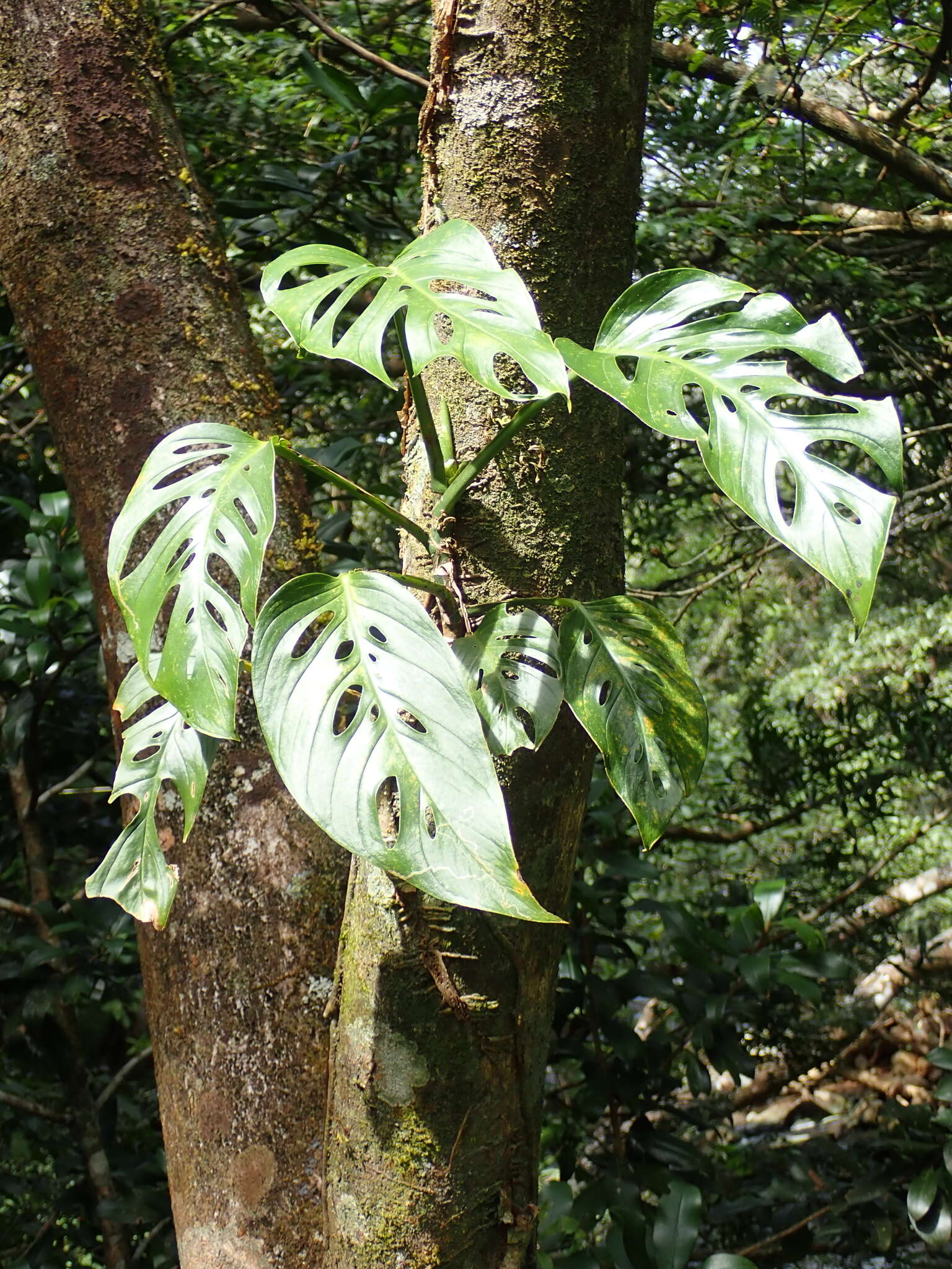 Image of Monstera adansonii subsp. laniata (Schott) Mayo & I. M. Andrade