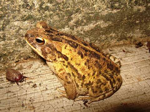 Image of Wiegmann's toad