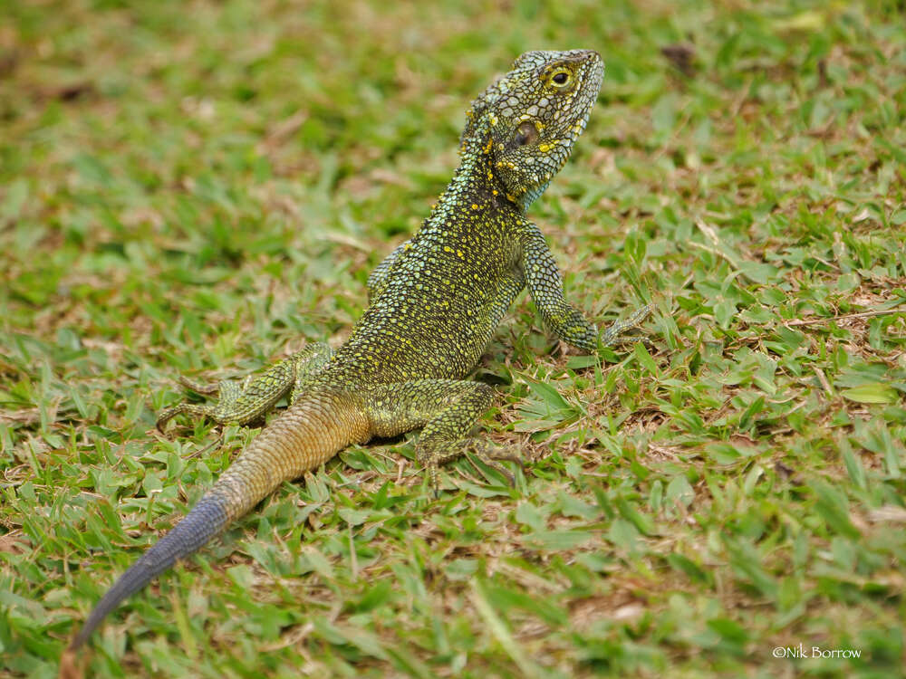 Acanthocercus ugandaensis (Klausewitz 1957) resmi