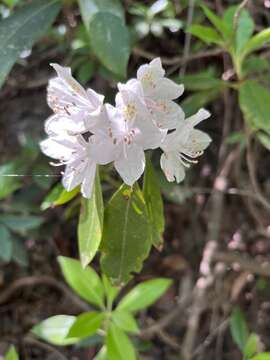 صورة Rhododendron carolinianum Rehder