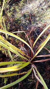 Image of Dianella haematica Heenan & de Lange